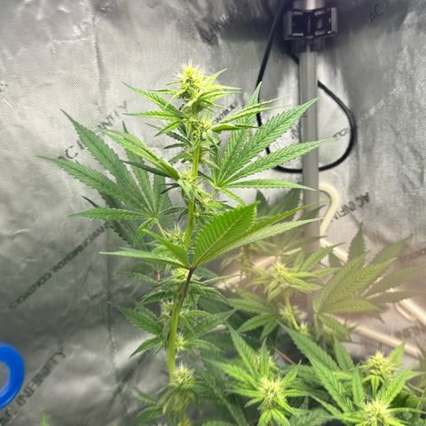 Soul Mate growlog timeline photo