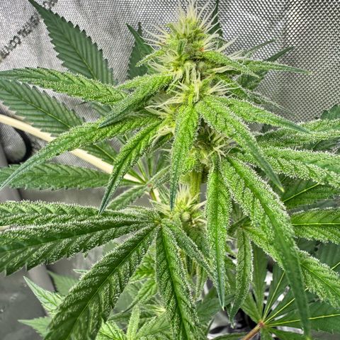 Soul Mate growlog timeline photo