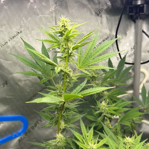 Soul Mate growlog timeline photo