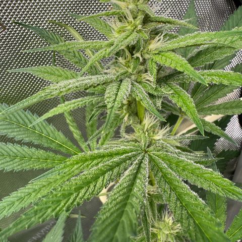 Soul Mate growlog timeline photo