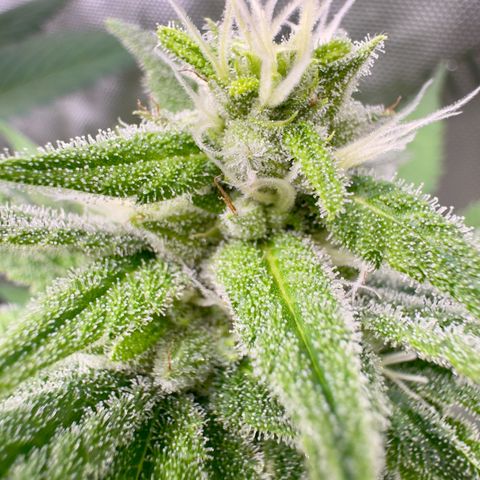 Soul Mate growlog photo: Can see some seeds poking out still green though ofc 