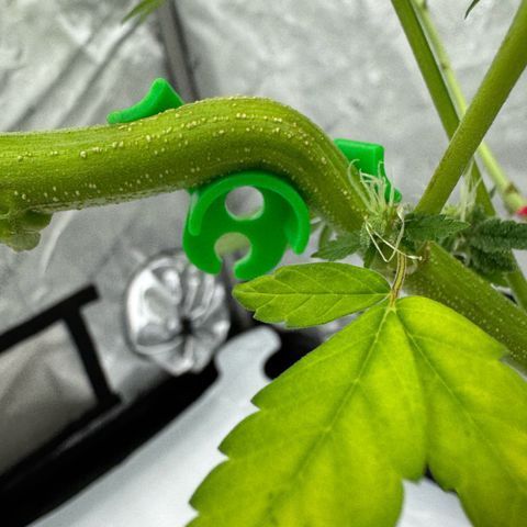 Soul Mate growlog photo: Can see some seeds poking out still green though ofc 