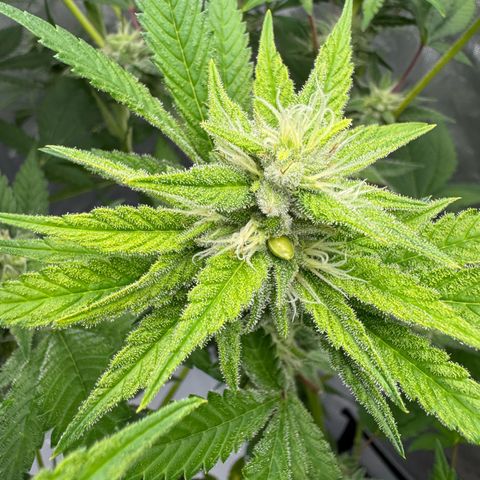 Soul Mate growlog photo: Can see some seeds poking out still green though ofc 