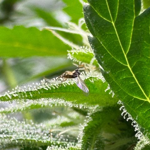 Soul Mate growlog photo: Can see some seeds poking out still green though ofc 
