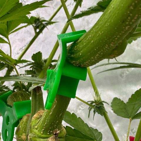 Soul Mate growlog photo: Can see some seeds poking out still green though ofc 