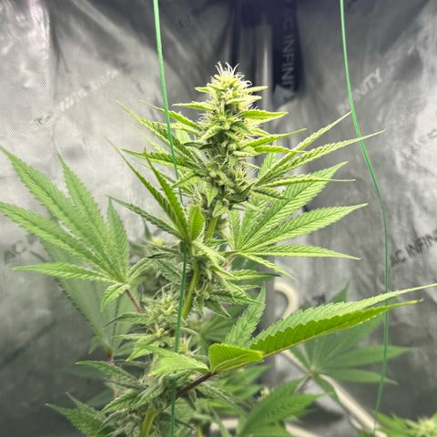 Soul Mate growlog photo: Can see some seeds poking out still green though ofc 