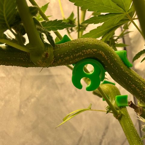 Soul Mate growlog photo: Can see some seeds poking out still green though ofc 