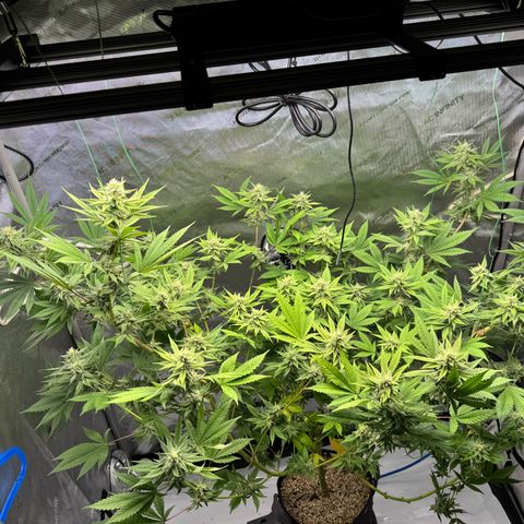 Soul Mate growlog timeline photo