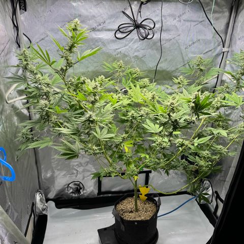 Soul Mate growlog timeline photo