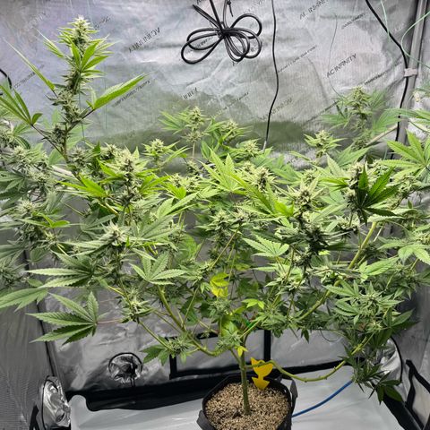 Soul Mate growlog timeline photo