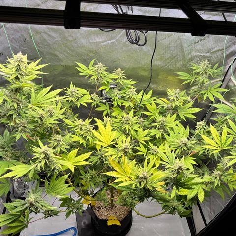 Soul Mate growlog timeline photo