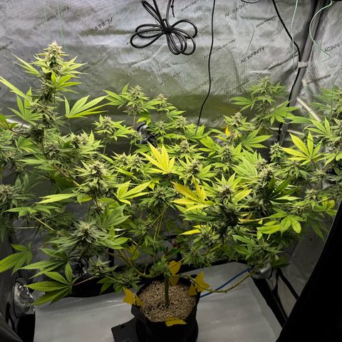 Soul Mate growlog timeline photo