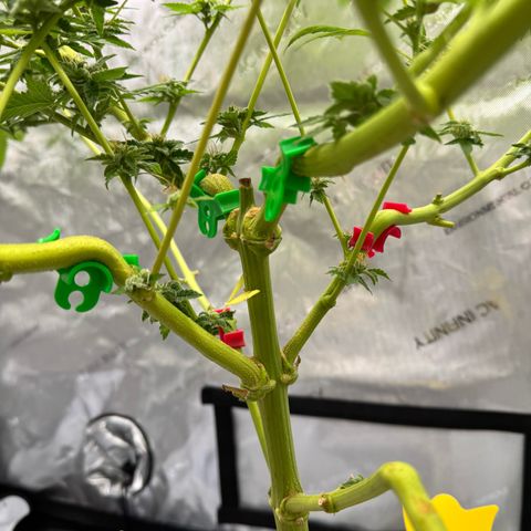 Soul Mate growlog timeline photo
