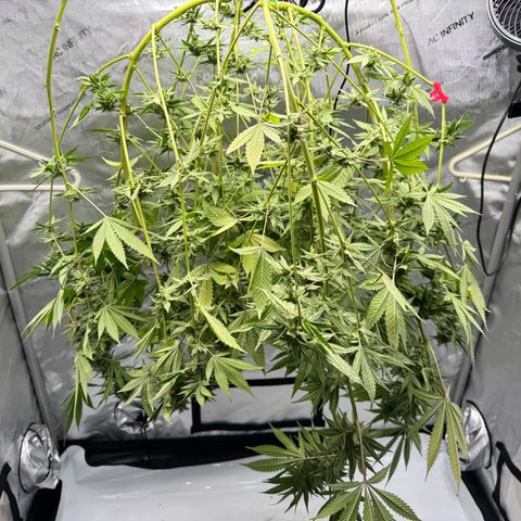 Soul Mate growlog timeline photo