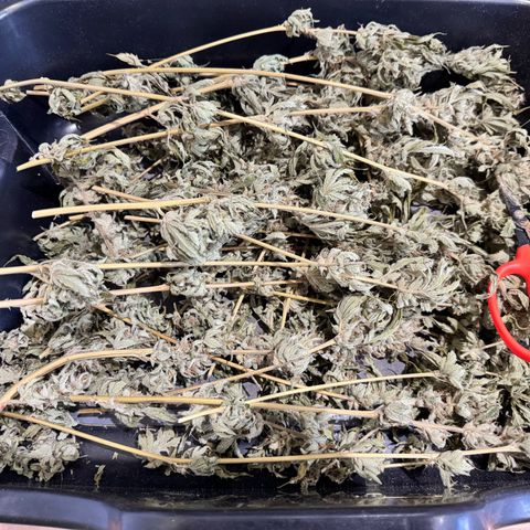 Soul Mate growlog timeline photo