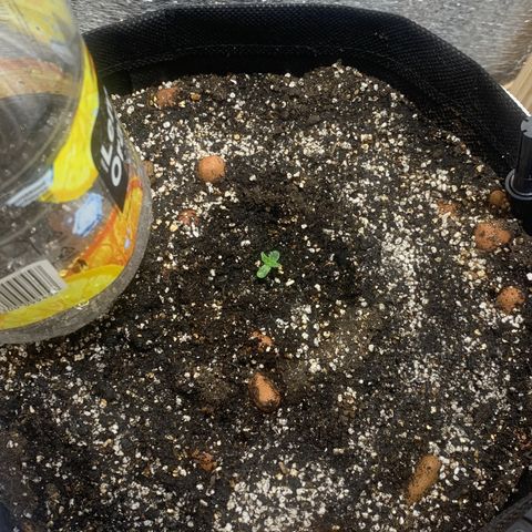 Auto Super Critical  growlog timeline photo
