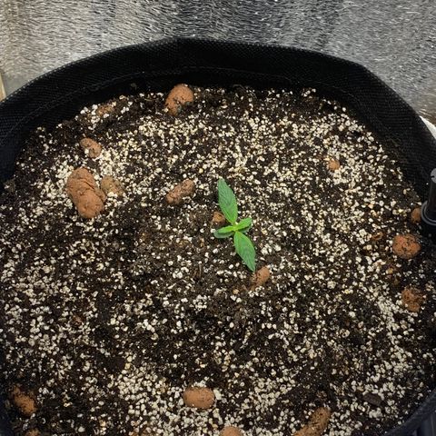 Auto Super Critical  growlog timeline photo
