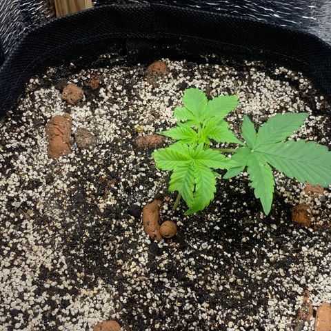 Auto Super Critical  growlog timeline photo