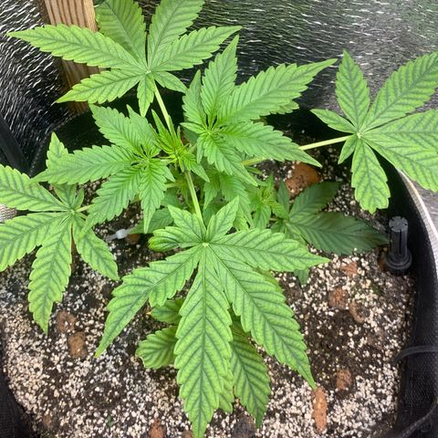 Auto Super Critical  growlog timeline photo
