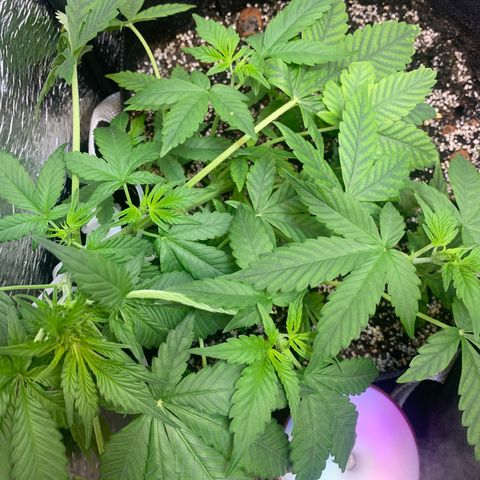 Auto Super Critical  growlog timeline photo