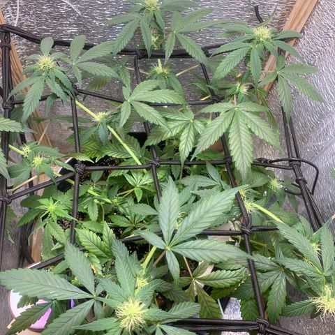 Auto Super Critical  growlog timeline photo