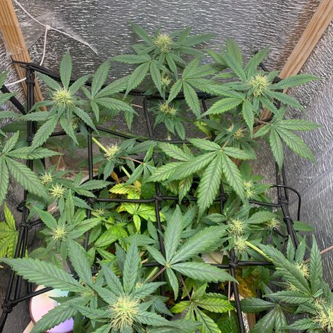 Auto Super Critical  growlog timeline photo