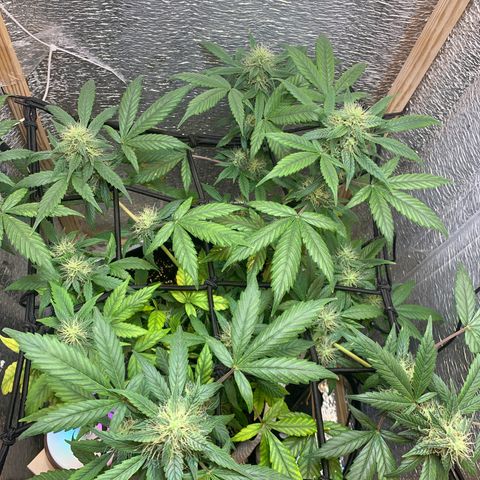 Auto Super Critical  growlog timeline photo