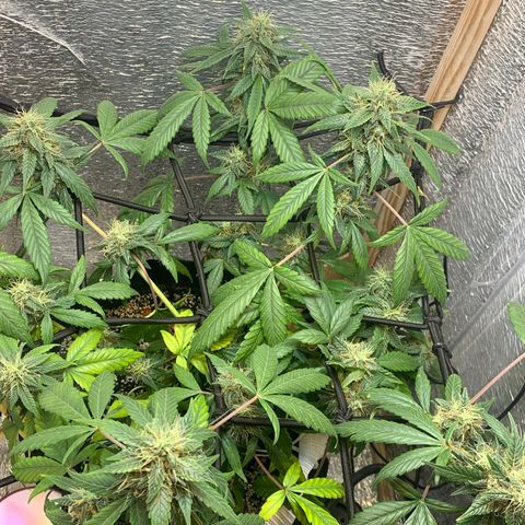 Auto Super Critical  growlog timeline photo