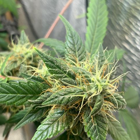 Auto Super Critical  growlog timeline photo