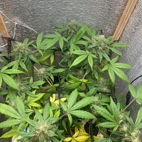 Auto Super Critical  growlog timeline photo