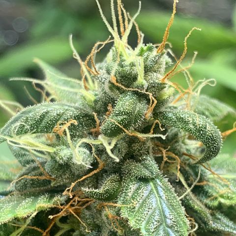 Auto Super Critical  growlog timeline photo