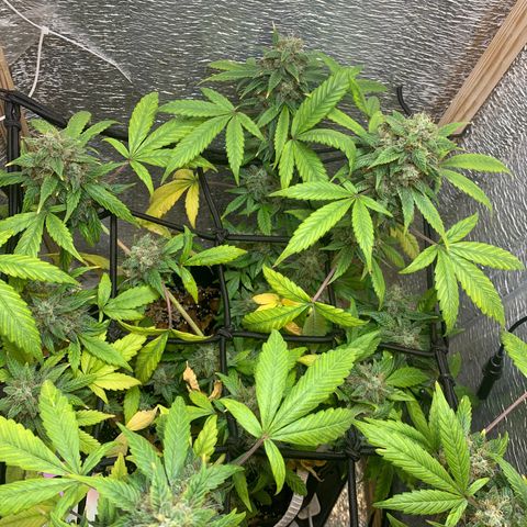 Auto Super Critical  growlog timeline photo