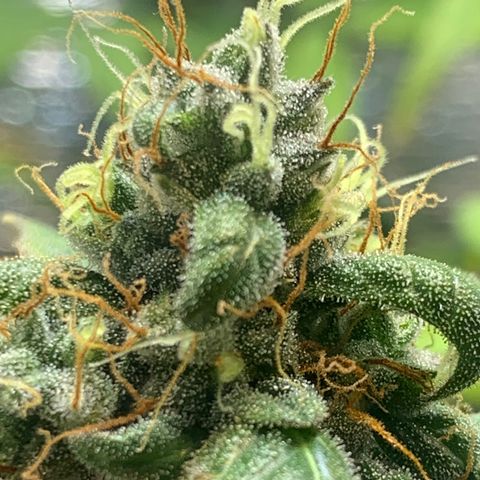 Auto Super Critical  growlog timeline photo