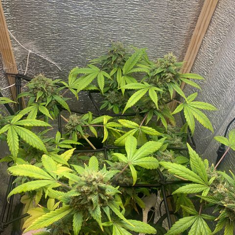 Auto Super Critical  growlog timeline photo