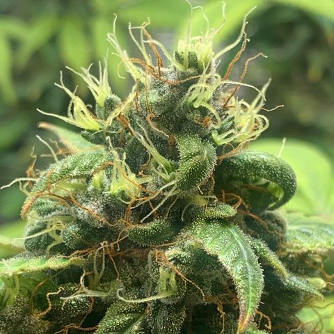 Auto Super Critical  growlog timeline photo