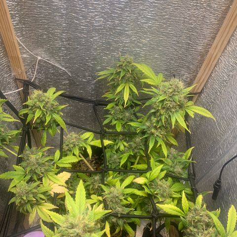 Auto Super Critical  growlog timeline photo