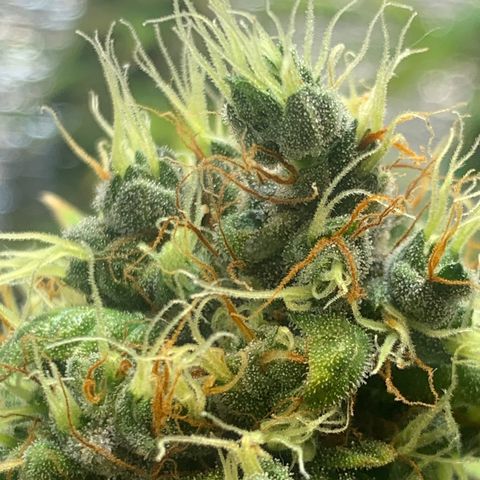 Auto Super Critical  growlog timeline photo