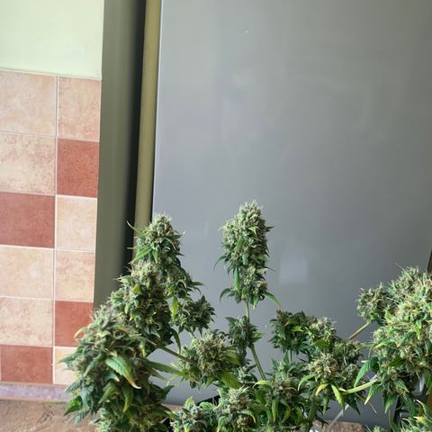 Auto Super Critical  growlog timeline photo