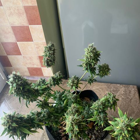 Auto Super Critical  growlog timeline photo