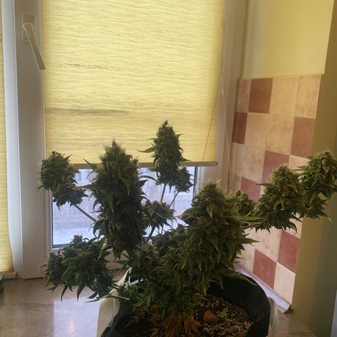 Auto Super Critical  growlog timeline photo