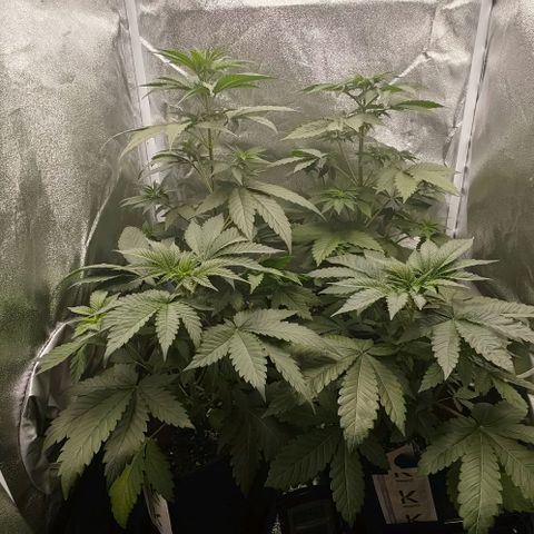 Sweet Cherry Kush growlog timeline photo