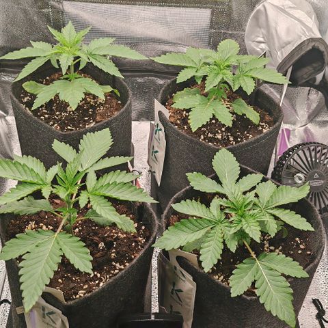 Sweet Cherry Kush growlog timeline photo