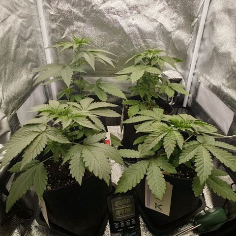 Sweet Cherry Kush growlog timeline photo