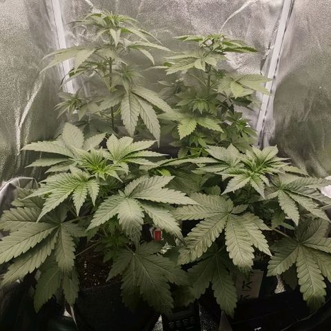Sweet Cherry Kush growlog timeline photo