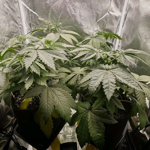Sweet Cherry Kush growlog timeline photo