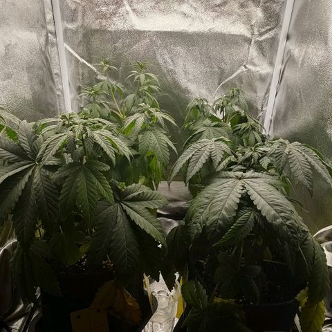 Sweet Cherry Kush growlog timeline photo