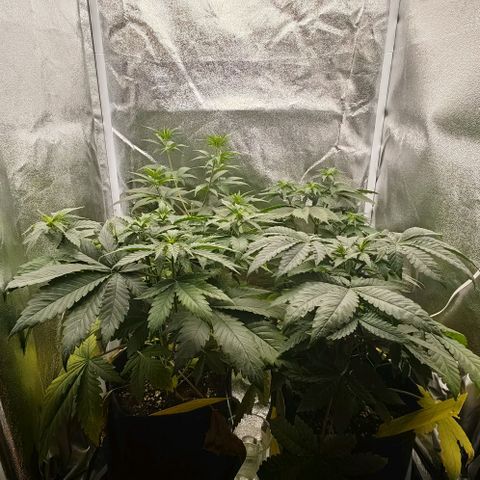 Sweet Cherry Kush growlog timeline photo