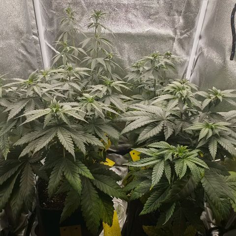 Sweet Cherry Kush growlog timeline photo