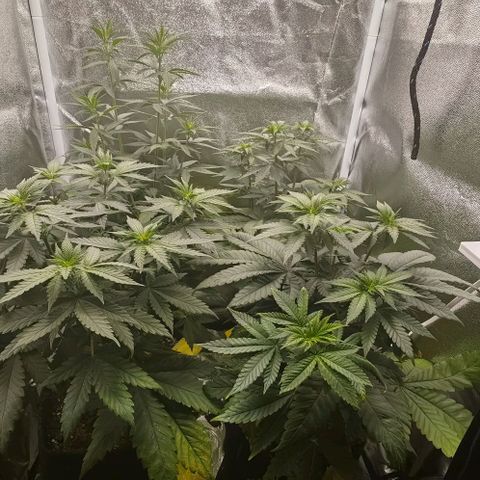 Sweet Cherry Kush growlog timeline photo