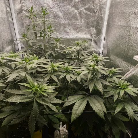 Sweet Cherry Kush growlog timeline photo